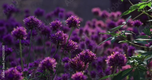 Honey bee in pink flowers