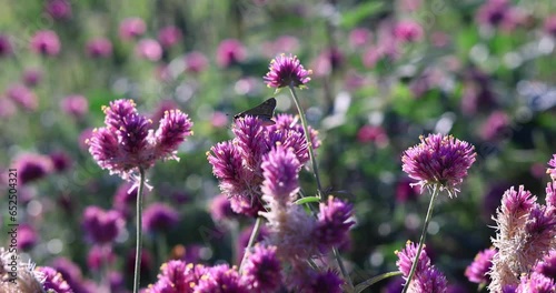 Butterfly in pink flowers