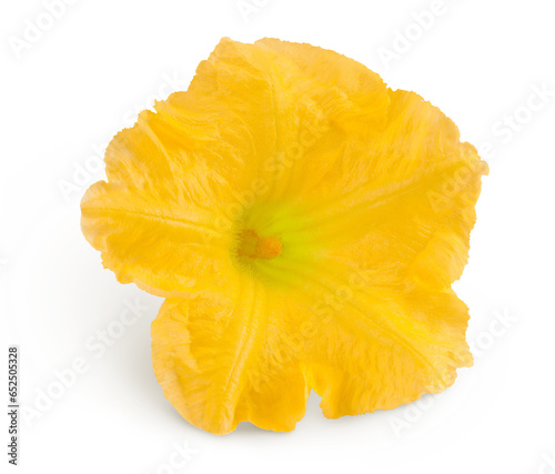 Yellow pumpkin or zucchini flower isolated on a white background.