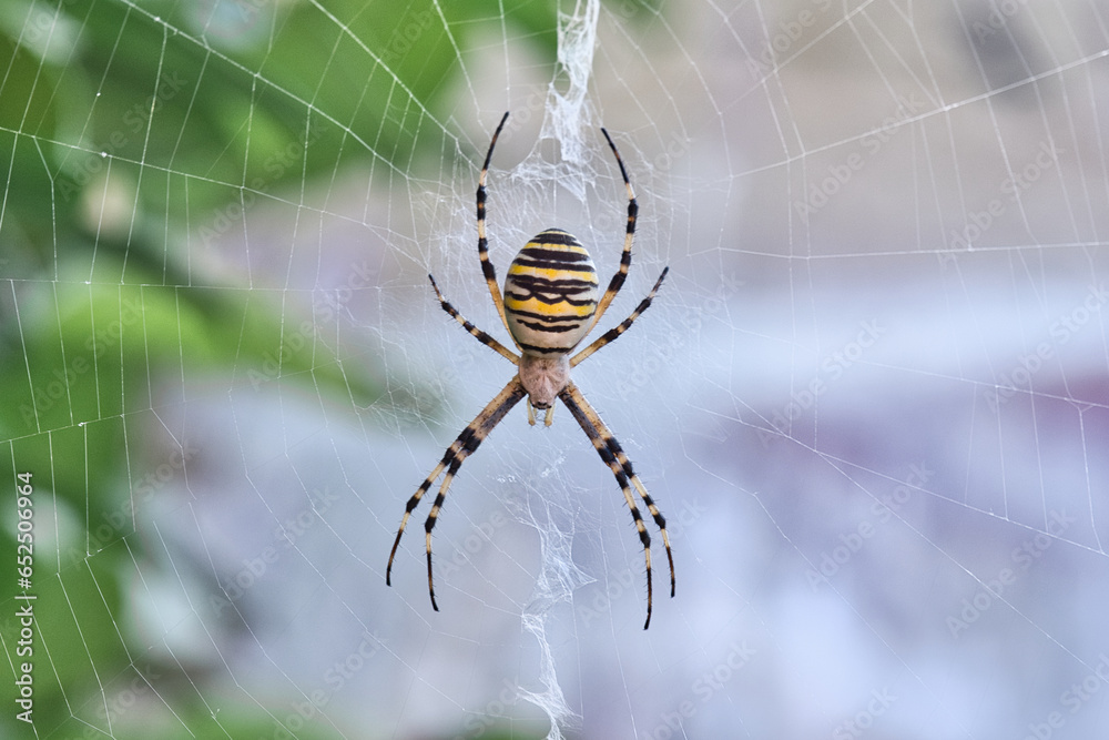 Obraz premium Wasp Spider and web
