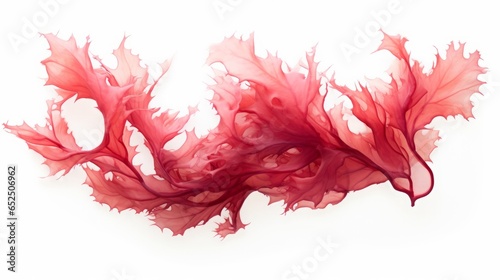 red algae on white background. photo