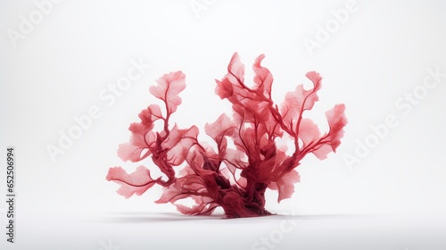 red algae on white background. photo