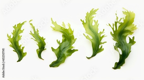 seaweed set of design elements on white background.