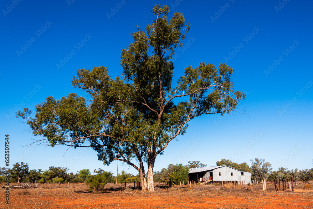Rural Outback Australia setting with tree and woolshed 
