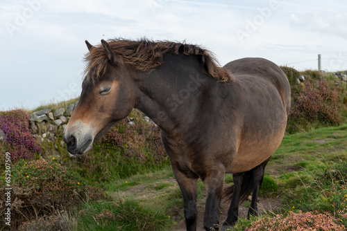 Portrait of an Exmoor pony in the wild