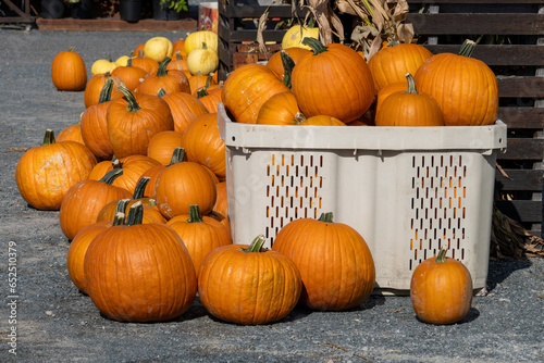 Pumpkins on display