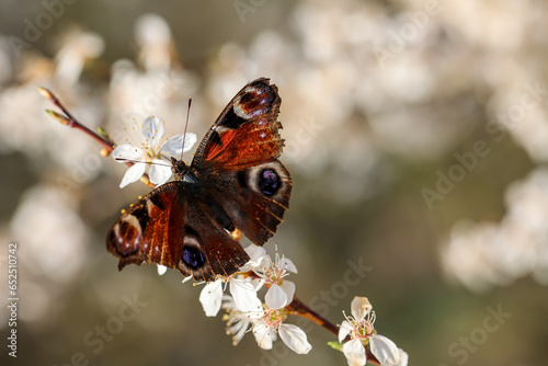 Ein Schmetterling, der Tagpfauenauge, sitzt auf den Blüten eines Obstbaumes.