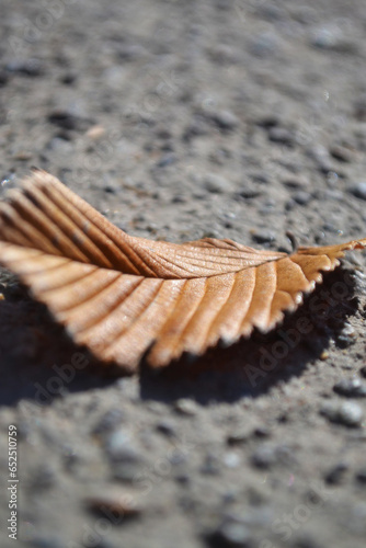 autumn leaves on the asphalt. macro photo of plants