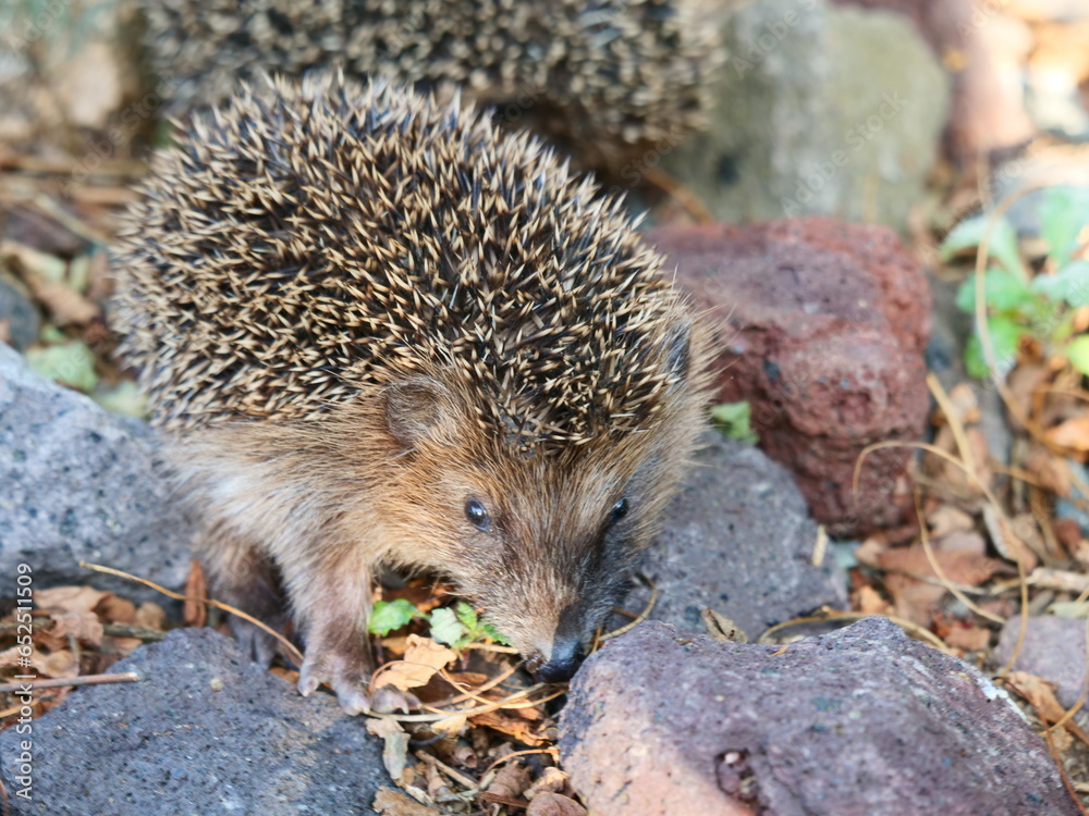 Obraz premium Igelbaby