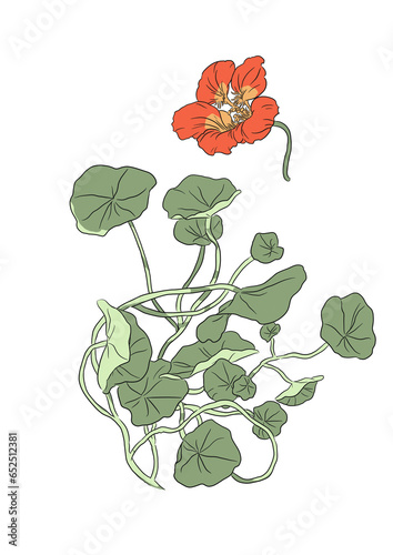 Isolated floral illustration set of garden nasturtium with leaves on white background.