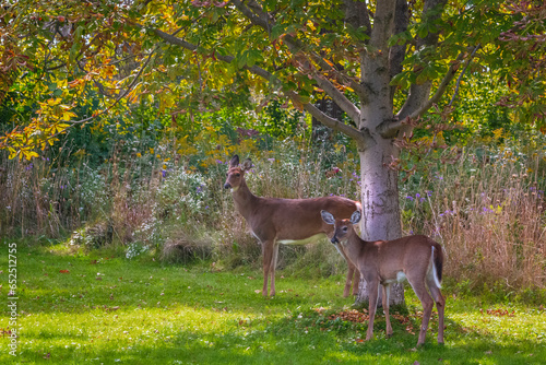 two deer  standing up by the tree on  the meadow in summer