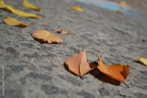 autumn leaves on the asphalt. macro photo of plants