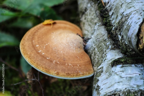 Fomitopsis betulina commonly known as the birch polypore, birch bracket or razor strop.  photo