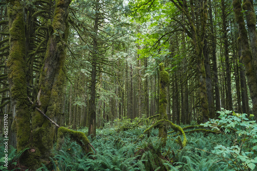 green forest in the morning