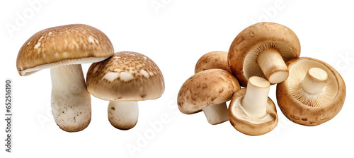 Set of fresh porcini mushrooms