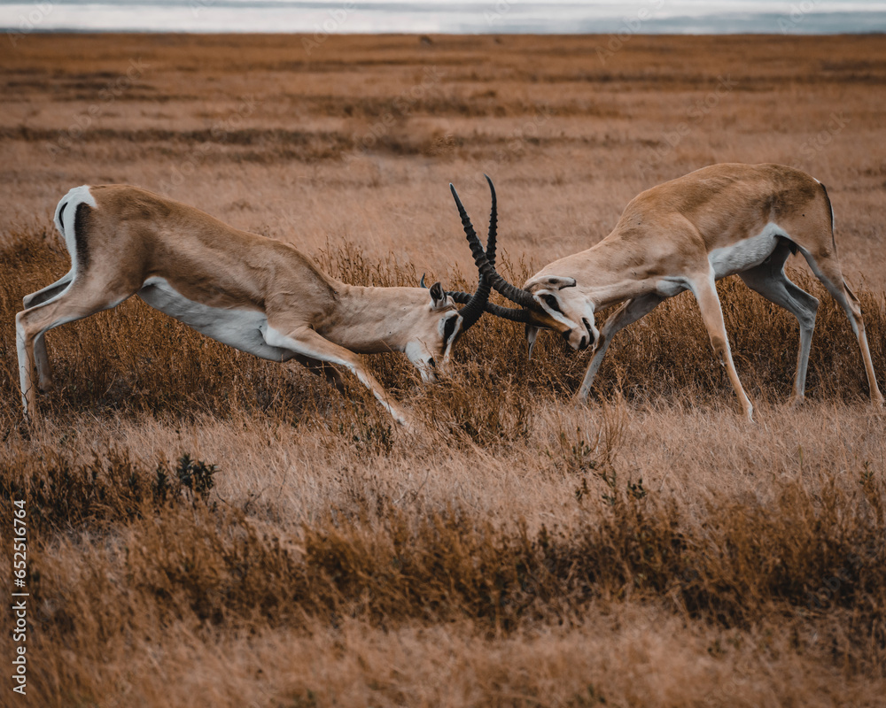 Naklejka premium Gazelles fighting