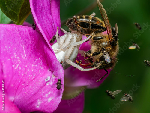 Veränderliche Krabbenspinne (Misumena vatia) mit erbeuteter Honigbiene wird von Nistfliegen (Milichiidae) belästigt photo