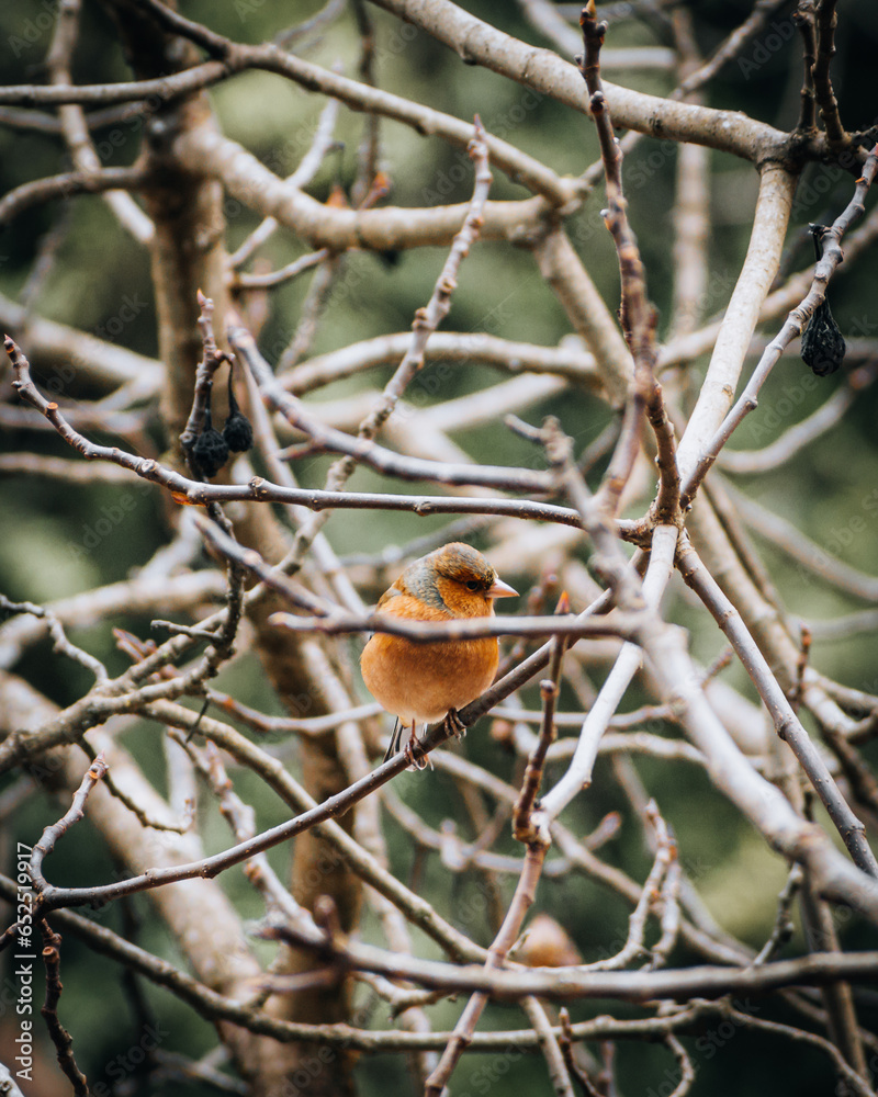 Hidden European Robin