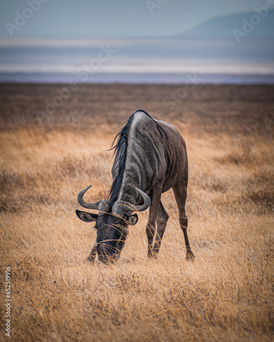Canvas Print Wildebeest eating at Serengeti