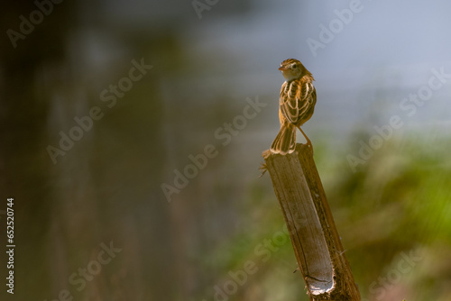 The zitting cisticola or streaked fantail warbler, Cisticola juncidis is a  small bird found mainly in grasslands photo