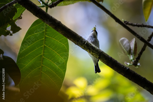 The black-winged flycatcher-shrike bird, Hemipus hirundinaceus is a species of bird in the flycatcher-shrike genus, Hemipus photo