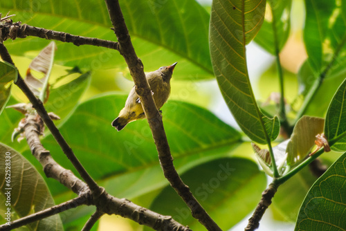 The black-winged flycatcher-shrike bird, Hemipus hirundinaceus is a species of bird in the flycatcher-shrike genus, Hemipus photo