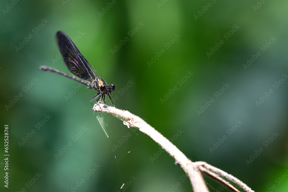 Damselflies perching on branch. Euphaea variegata is a species of damselflies in the family Euphaeidae Damselflies perching on branch. Euphaea variegata is a species of damselflies in the family Euphaeidae