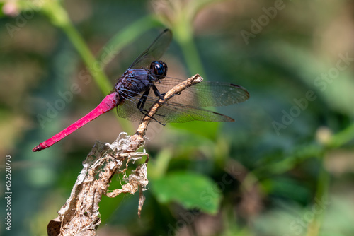 Orthetrum pruinosum, the crimson-tailed marsh hawk, is a species of dragonfly in the family Libellulidae found it in Indonesia photo