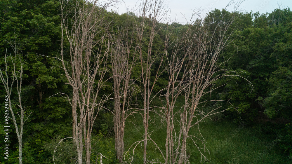 A drone shot of dead elm trees in a forest valley during the summer