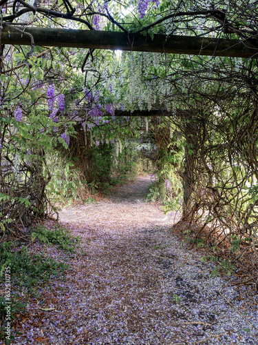 Tunnel of blooming wisteria in the park.