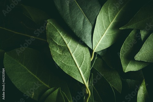 Close up of leaves. Daphne leaves background high angle view. Selective focus included