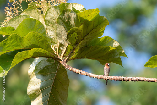 The scaly breasted munia or spotted munia perching on grass, Lonchura punctulata, known as nutmeg mannikin or spice finch, is a sparrow sized estrildid finch  photo