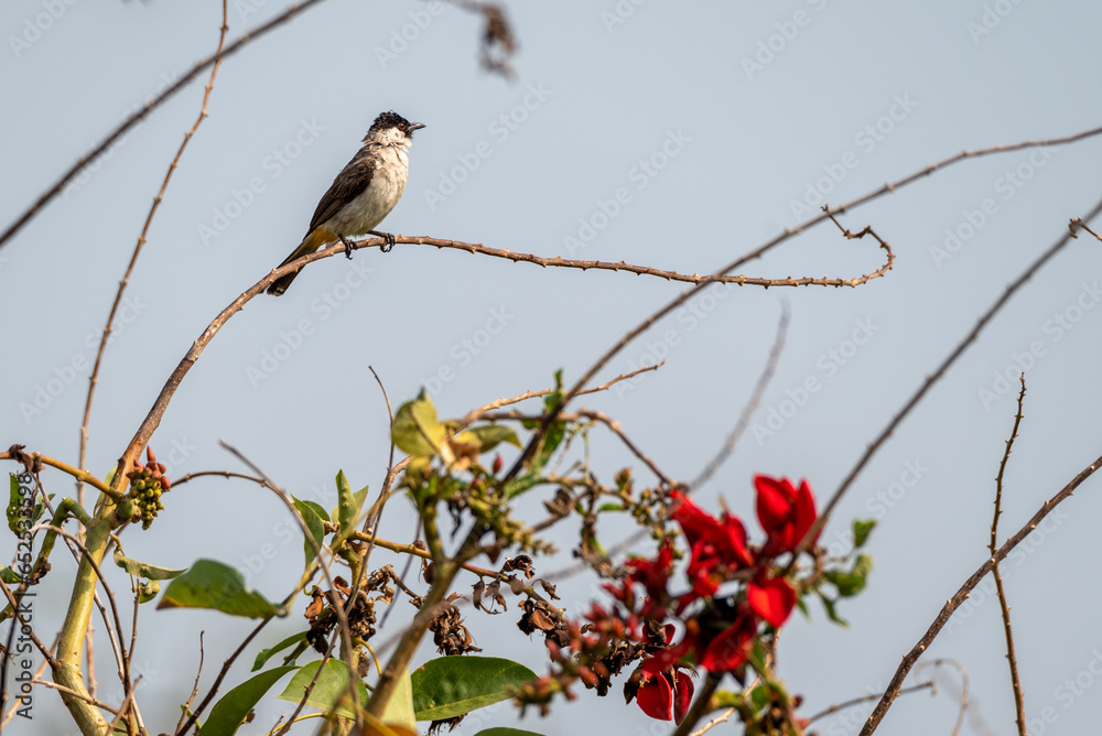 The sooty headed bulbul bird, Pycnonotus aurigaster is perching on the tree. Indonesia locally name is Kutilang bird The sooty headed bulbul bird, Pycnonotus aurigaster is perching on the tree. Indonesia locally name is Kutilang bird