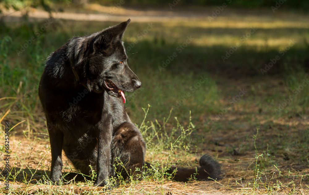 black german shepherd dog on the grass