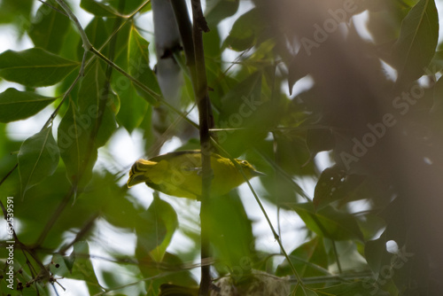 The common iora, Aegithina tiphia is a small passerine bird found across the tropical Indian subcontinent and Southeast Asia, include Indonesia.  photo