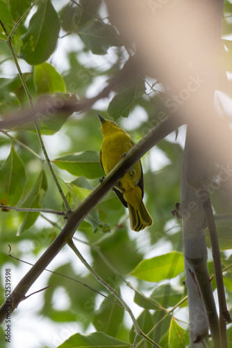 The common iora, Aegithina tiphia is a small passerine bird found across the tropical Indian subcontinent and Southeast Asia, include Indonesia. 