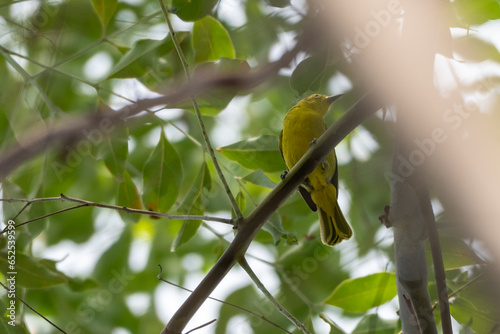 The common iora, Aegithina tiphia is a small passerine bird found across the tropical Indian subcontinent and Southeast Asia, include Indonesia.  photo