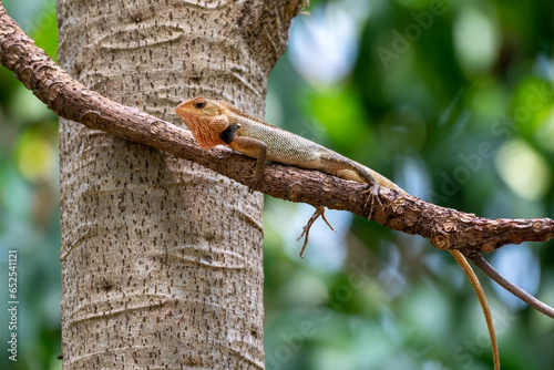 Calotes versicolor, The oriental garden lizard, eastern garden lizard, Indian garden lizard, common garden lizard, bloodsucker,  or changeable lizard is an agamid lizard found widely distributed in in photo