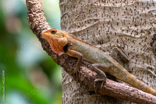 Calotes versicolor, The oriental garden lizard, eastern garden lizard, Indian garden lizard, common garden lizard, bloodsucker, or changeable lizard is an agamid lizard found widely distributed in in