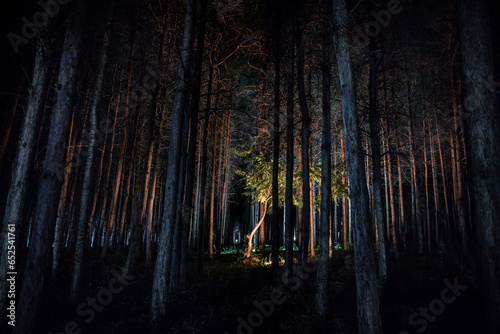 magical lights sparkling in mysterious forest at night. Nightmare pine forest.