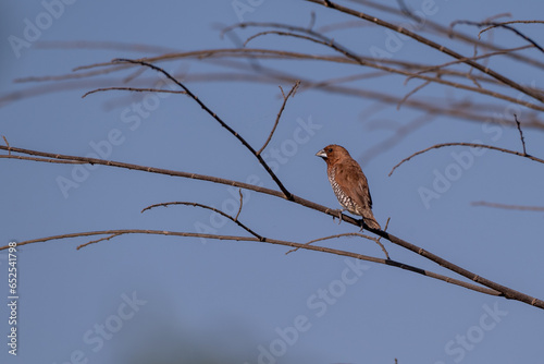 The scaly breasted munia or spotted munia perching on branch, Lonchura punctulata, known as nutmeg mannikin or spice finch, is a sparrow sized estrildid finch  photo