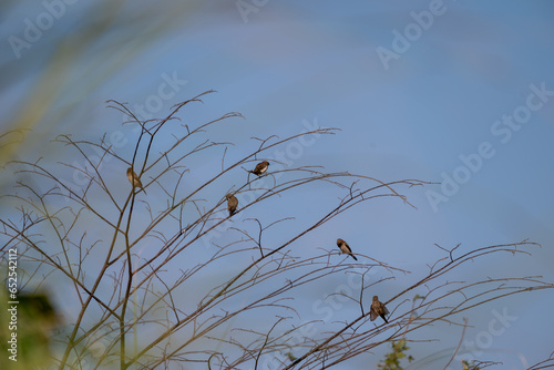 The scaly breasted munia or spotted munia perching on branch, Lonchura punctulata, known as nutmeg mannikin or spice finch, is a sparrow sized estrildid finch  photo