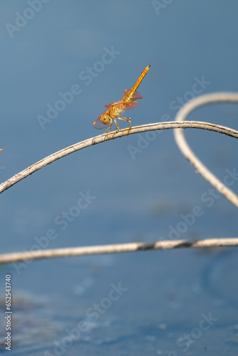 Brachythemis contaminata, ditch jewel,is a species of dragonfly in the family Libellulidae. It is found in many Asian countries include Indonesia photo