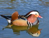 Mandarin duck swimming in the water