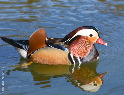 Mandarin duck swimming in the water