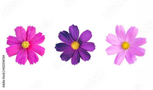 Set of Cosmos flowers isolated on white background.
