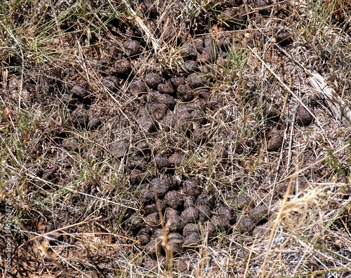 Canvastavla Deer scat in north central Arizona.