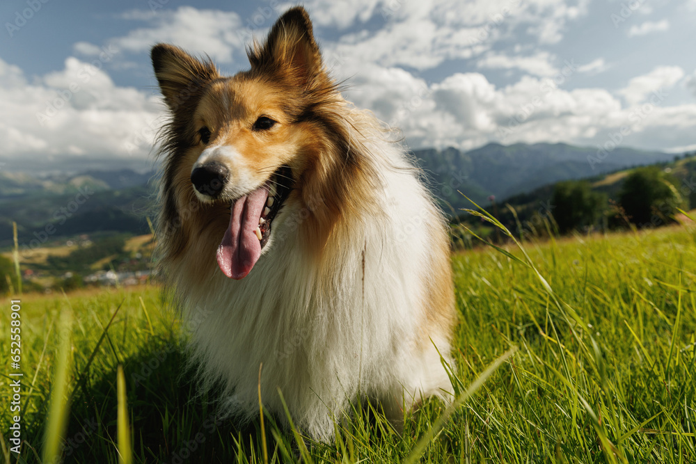 Dog in the mountains. Fluffy sheltie, shetland sheepdog on the green hill. Dog in the mountains. Fluffy sheltie, shetland sheepdog on the green hill.