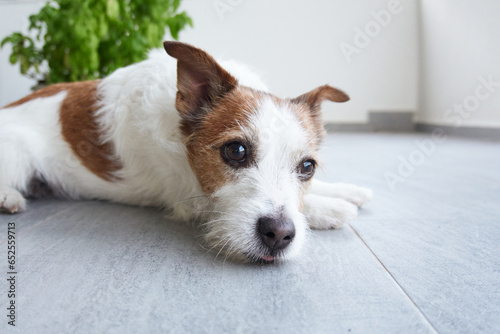 dog on the terrace outdoors. Happy jack russell terrier resting at home
