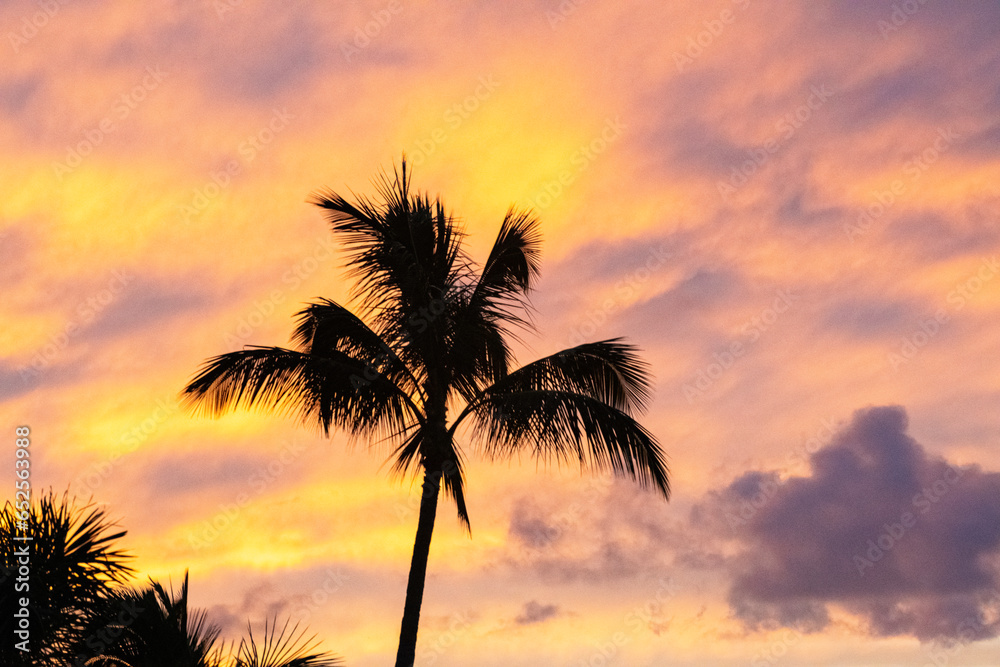 palm tree sunset 